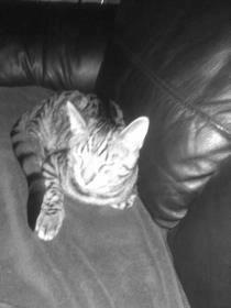 Huskat Milo (Tidl. Kat) billede 9