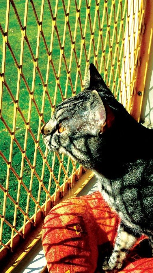 Huskat Milo (Tidl. Kat) billede 3