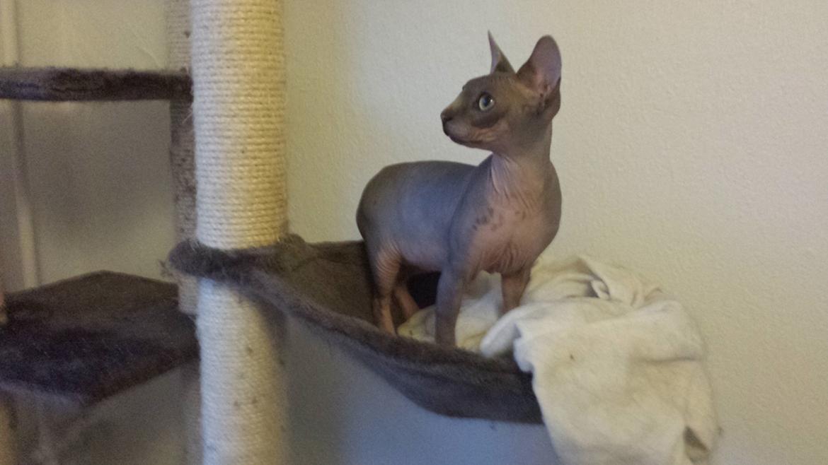Sphynx Dexter (Smartinblack) billede 12