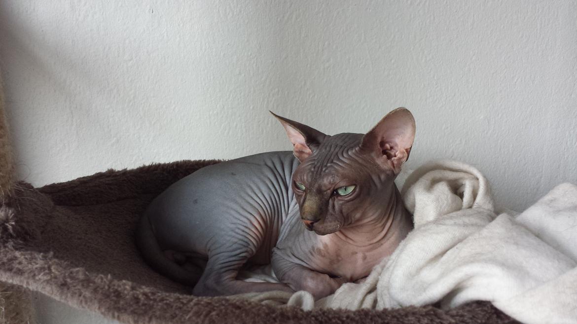 Sphynx Dexter (Smartinblack) billede 13