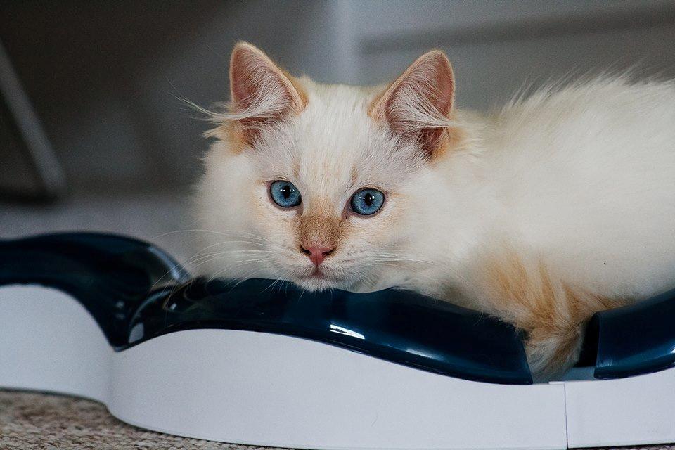 Ragdoll DK Maine Malawi’s Endless Love. (Føniks) billede 5