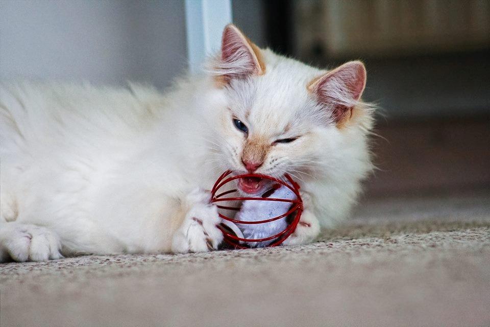 Ragdoll DK Maine Malawi’s Endless Love. (Føniks) billede 6