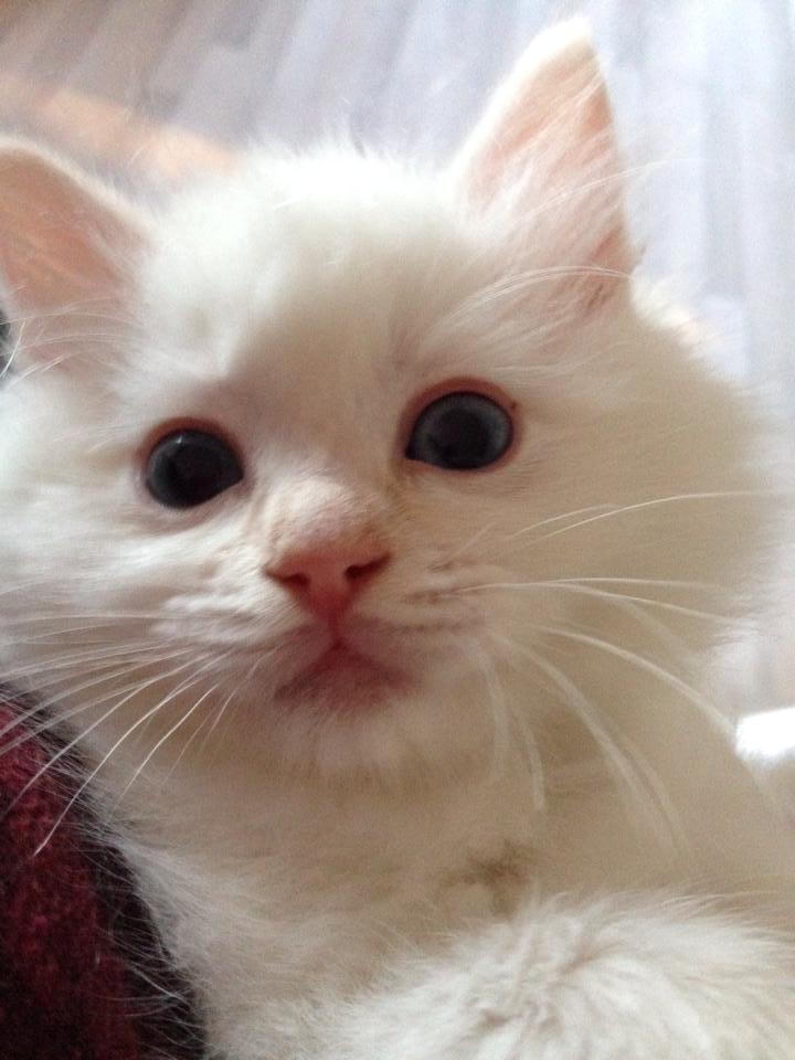 Ragdoll DK Maine Malawi’s Endless Love. (Føniks) billede 4