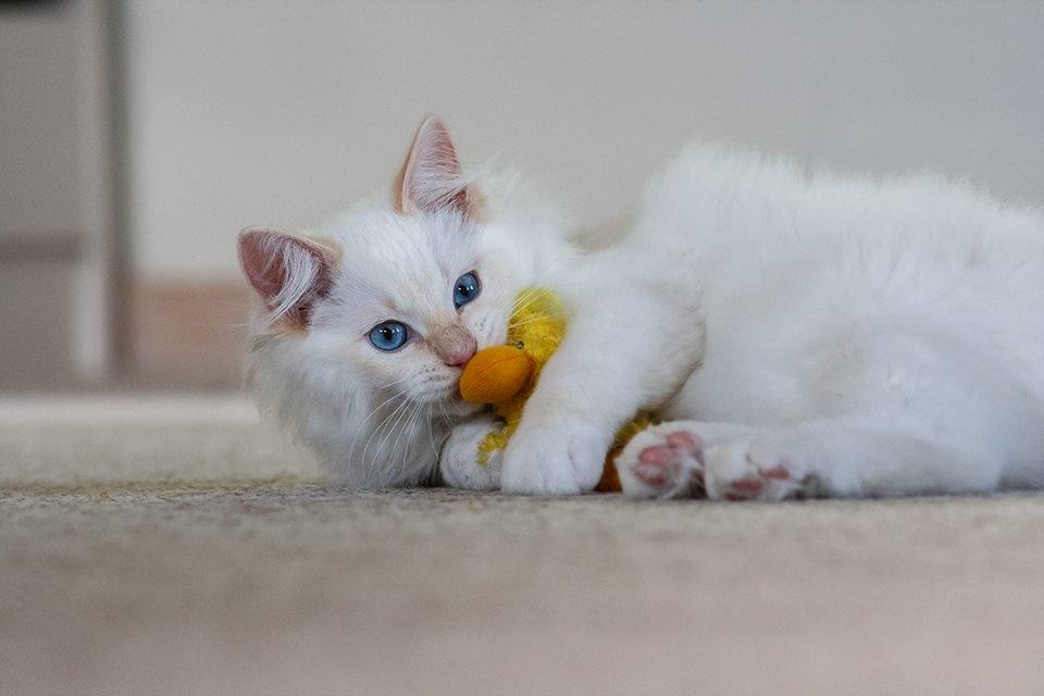 Ragdoll DK Maine Malawi’s Endless Love. (Føniks) billede 8