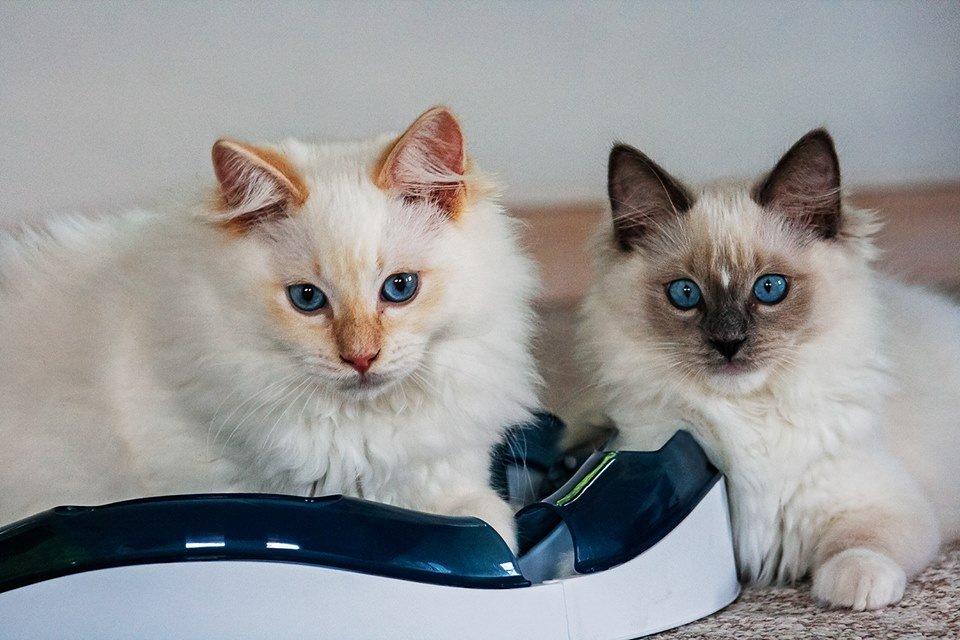 Ragdoll DK Maine Malawi’s Endless Love. (Føniks) - En hyggestund med søster. 13 uger gamle. billede 9