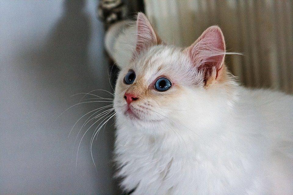 Ragdoll DK Maine Malawi’s Endless Love. (Føniks) billede 7