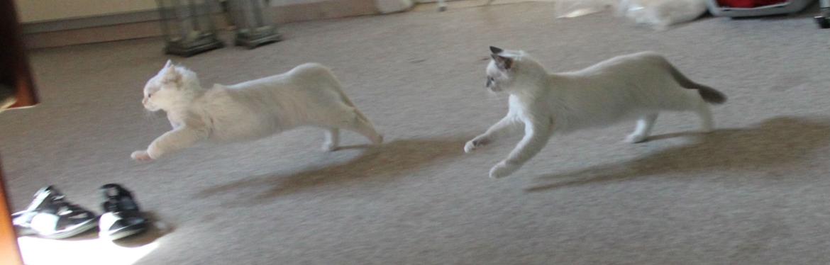 Ragdoll DK Maine Malawi’s Endless Love. (Føniks) billede 11