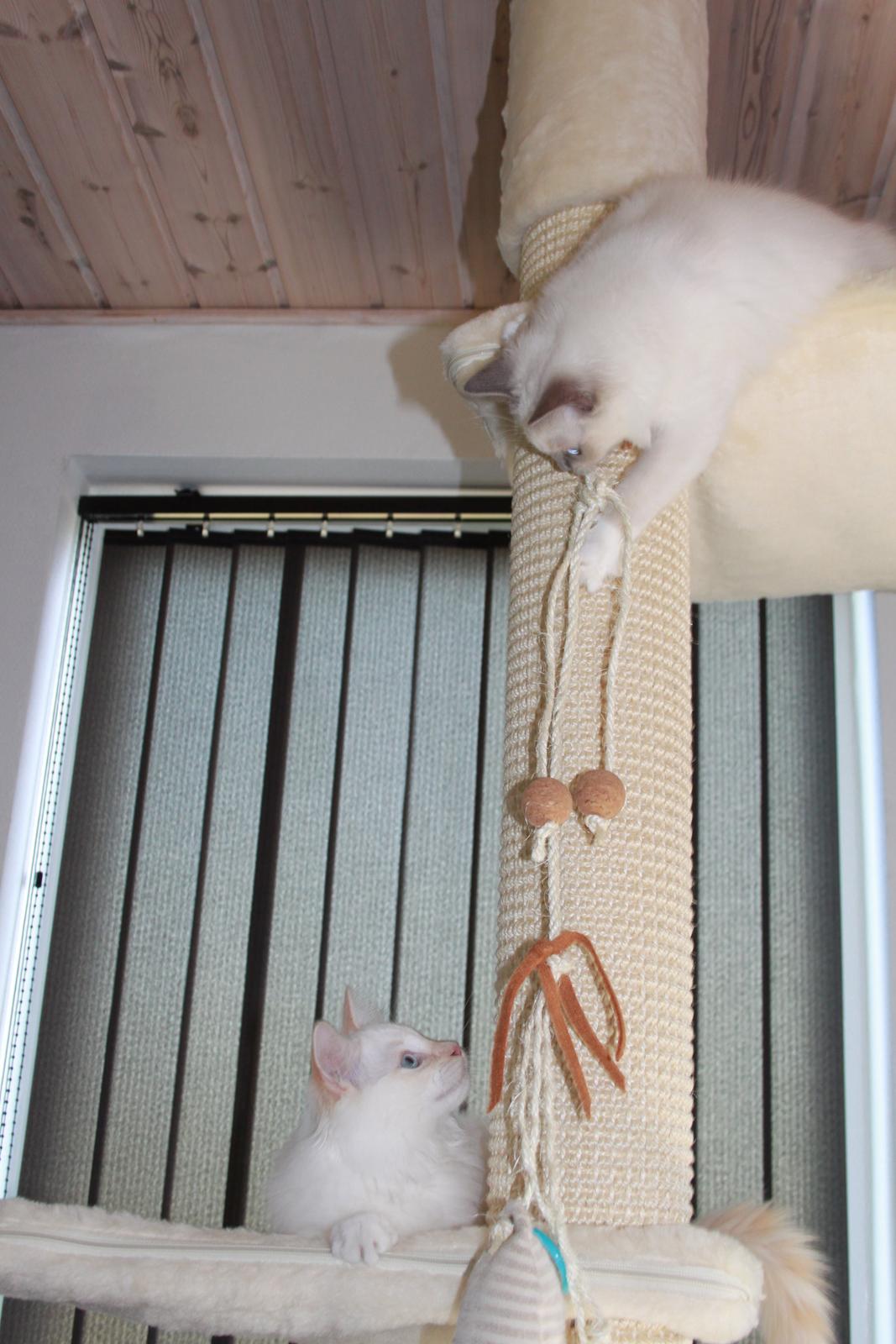 Ragdoll DK Maine Malawi’s Endless Love. (Føniks) billede 14