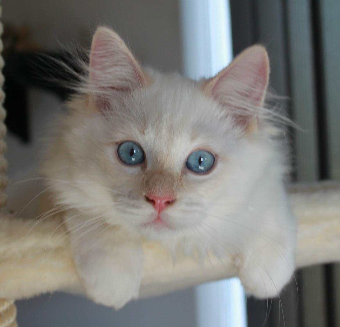 Ragdoll DK Maine Malawi’s Endless Love. (Føniks) billede 15