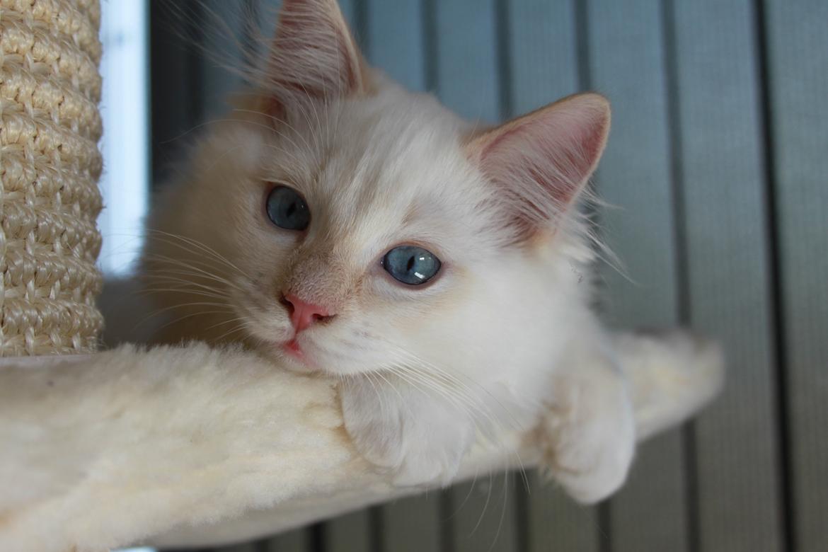 Ragdoll DK Maine Malawi’s Endless Love. (Føniks) billede 16