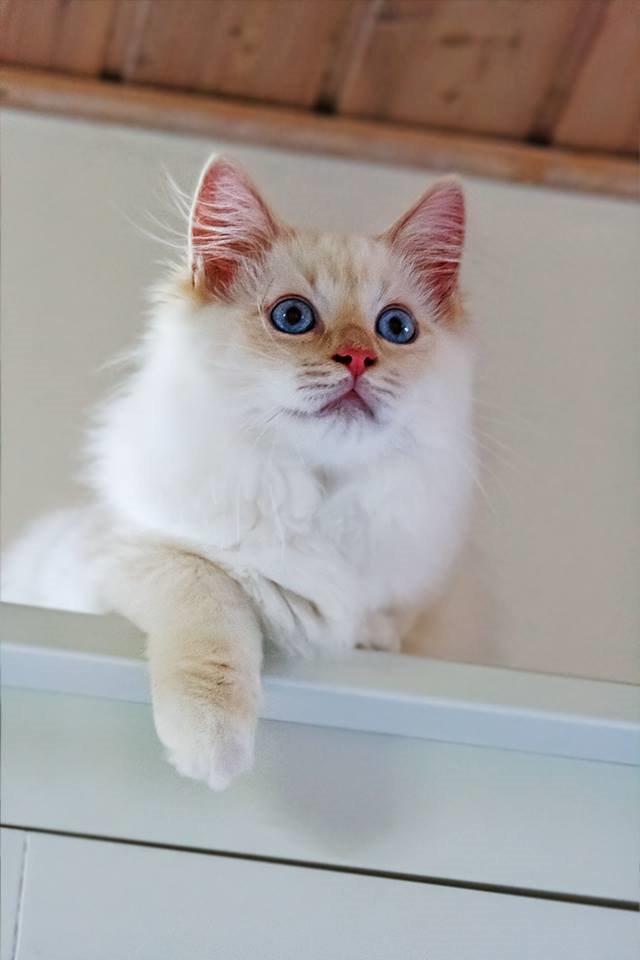 Ragdoll DK Maine Malawi’s Endless Love. (Føniks) billede 10