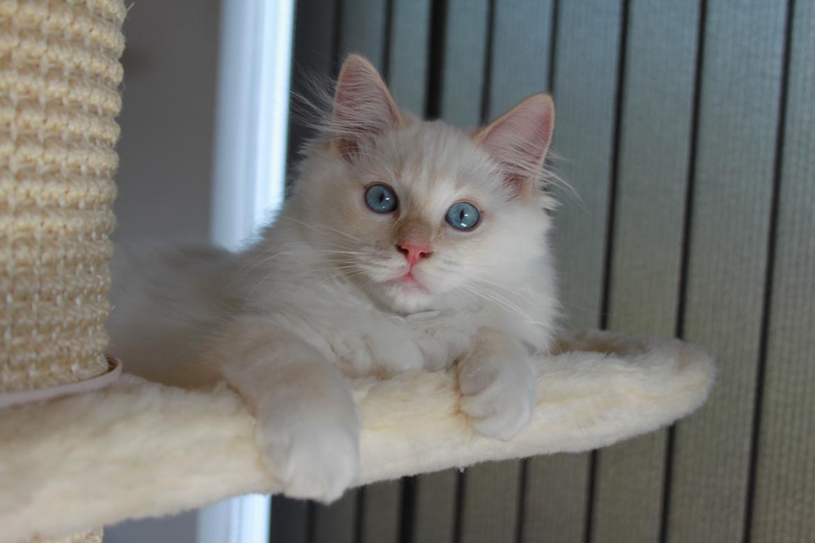 Ragdoll DK Maine Malawi’s Endless Love. (Føniks) billede 3