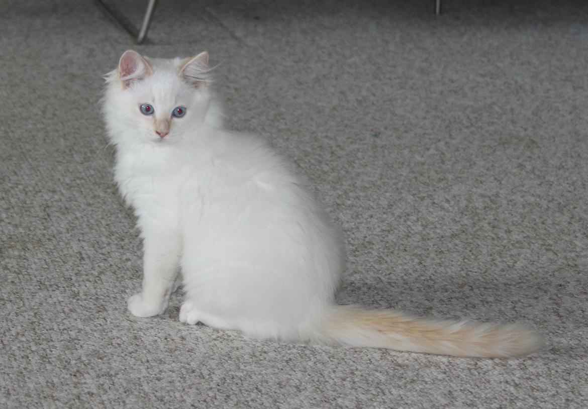 Ragdoll DK Maine Malawi’s Endless Love. (Føniks) billede 19