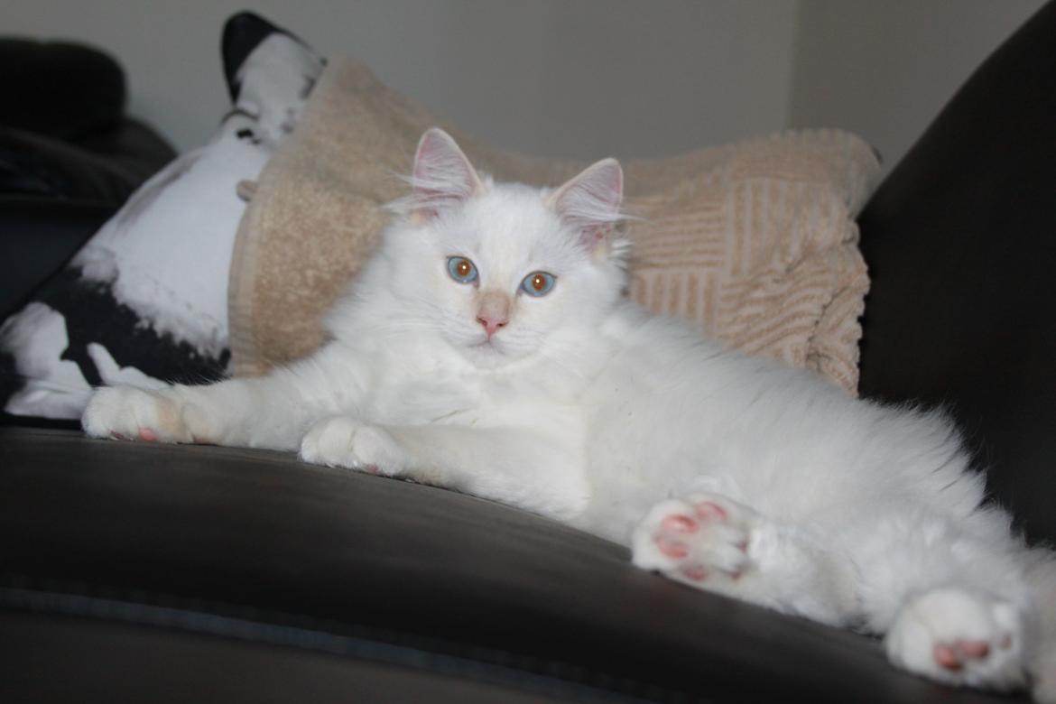 Ragdoll DK Maine Malawi’s Endless Love. (Føniks) billede 20