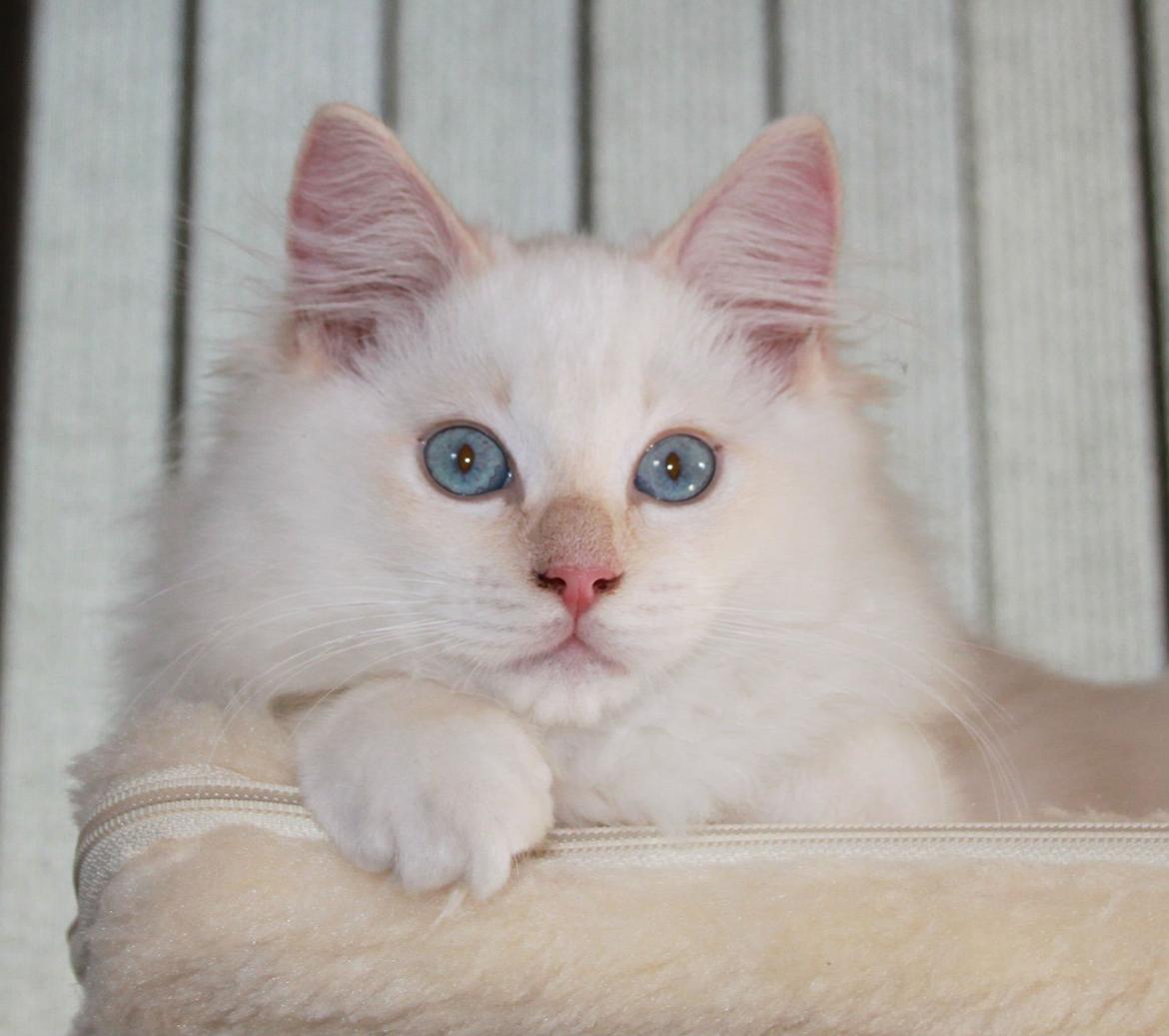 Ragdoll DK Maine Malawi’s Endless Love. (Føniks) billede 18