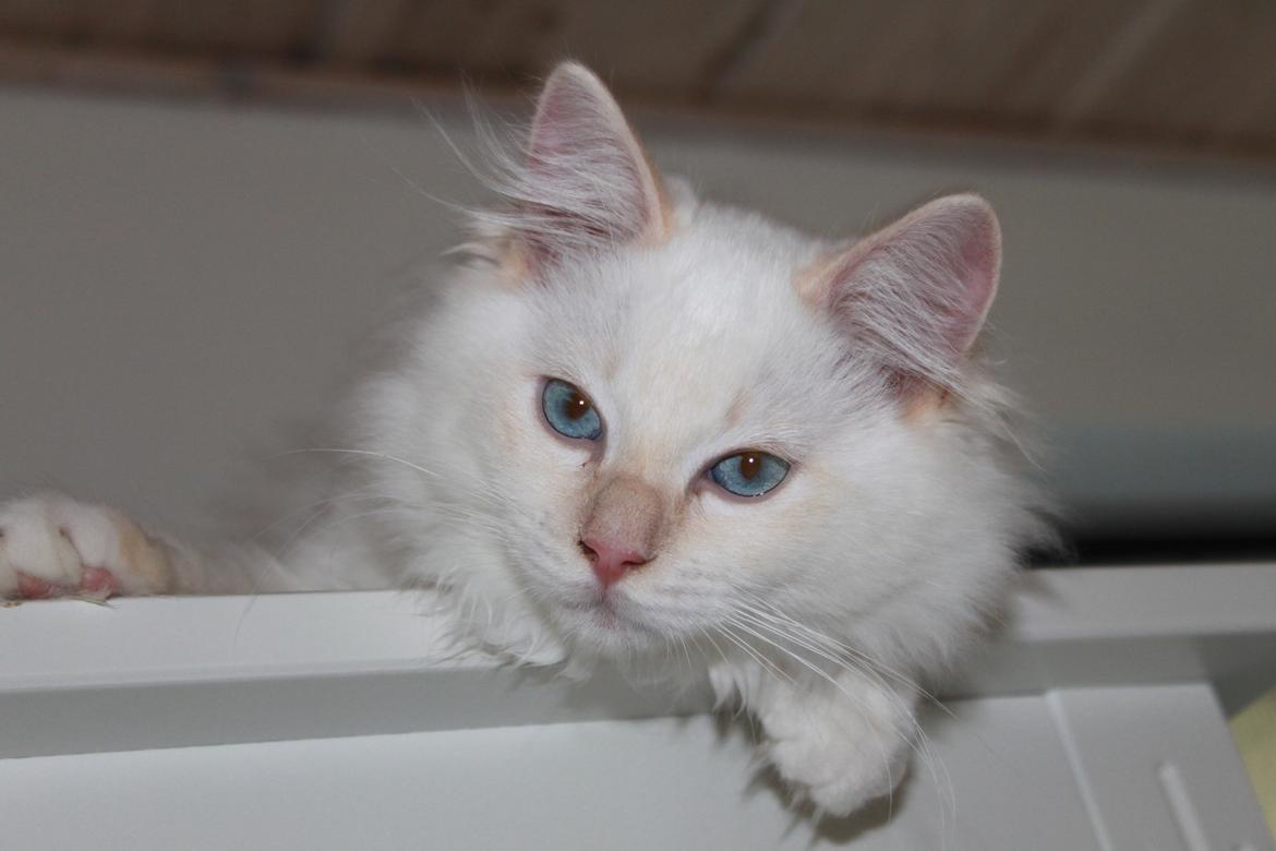 Ragdoll DK Maine Malawi’s Endless Love. (Føniks) billede 22