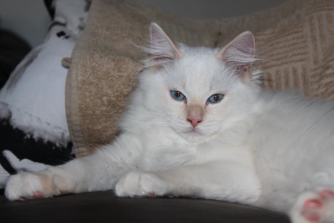 Ragdoll DK Maine Malawi’s Endless Love. (Føniks) billede 21