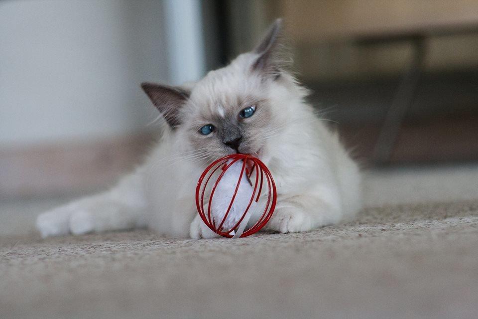 Ragdoll DK Maine Malawi’s Stuck On You. (Soya) billede 3