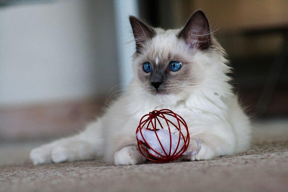 Ragdoll DK Maine Malawi’s Stuck On You. (Soya) billede 4