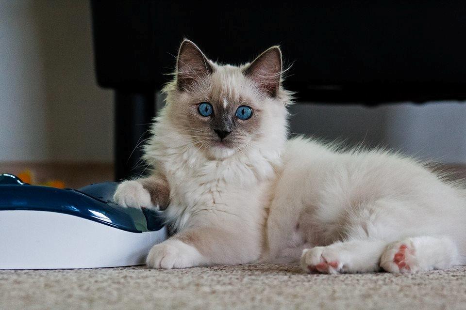 Ragdoll DK Maine Malawi’s Stuck On You. (Soya) billede 5