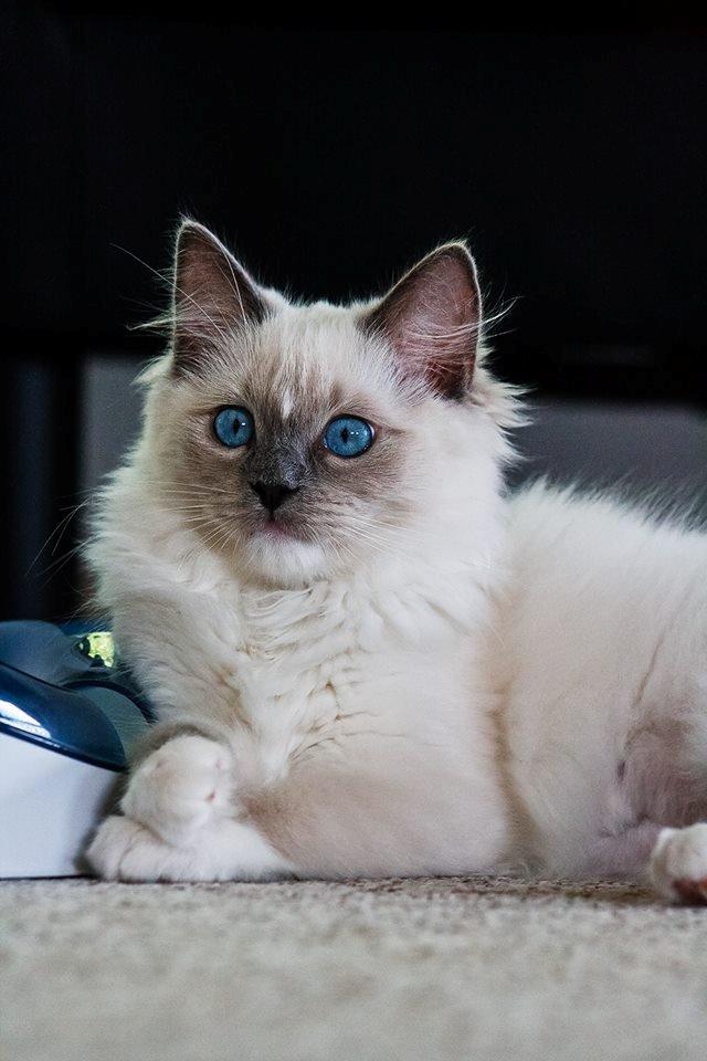 Ragdoll DK Maine Malawi’s Stuck On You. (Soya) billede 6