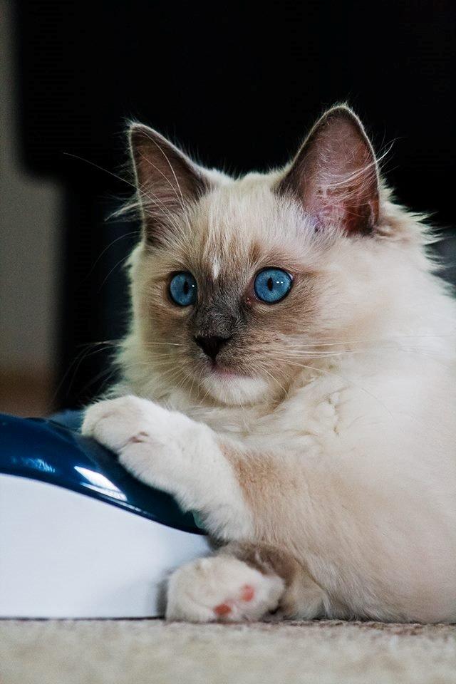 Ragdoll DK Maine Malawi’s Stuck On You. (Soya) billede 2