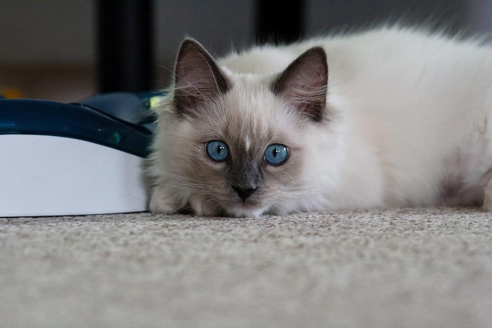 Ragdoll DK Maine Malawi’s Stuck On You. (Soya) billede 7