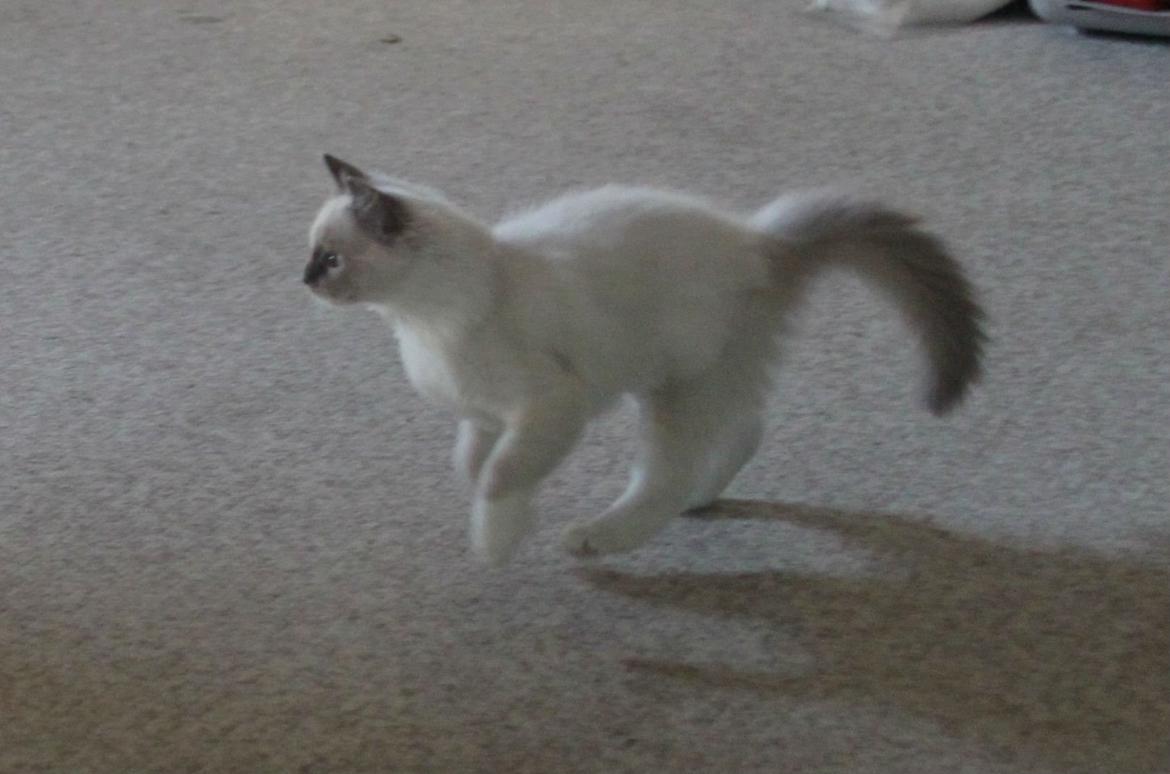 Ragdoll DK Maine Malawi’s Stuck On You. (Soya) billede 9