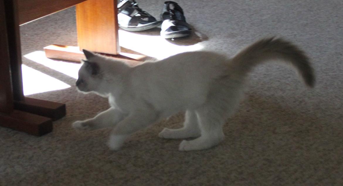 Ragdoll DK Maine Malawi’s Stuck On You. (Soya) billede 10