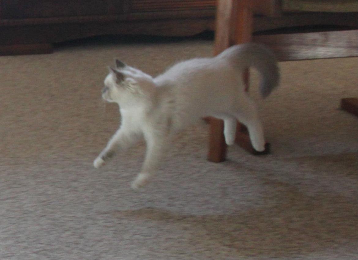 Ragdoll DK Maine Malawi’s Stuck On You. (Soya) billede 11