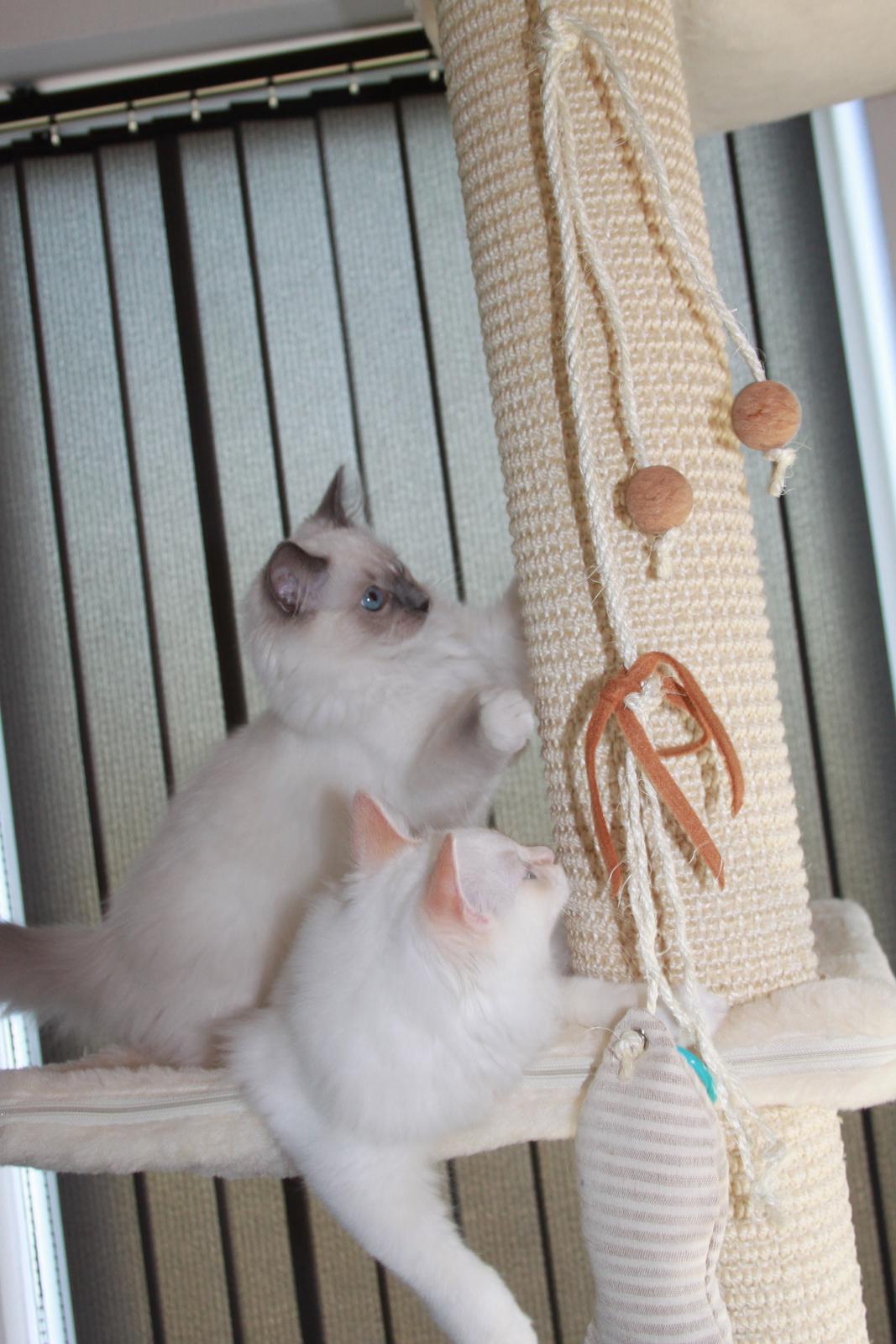 Ragdoll DK Maine Malawi’s Stuck On You. (Soya) billede 12