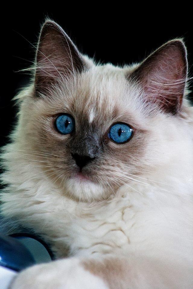 Ragdoll DK Maine Malawi’s Stuck On You. (Soya) billede 1