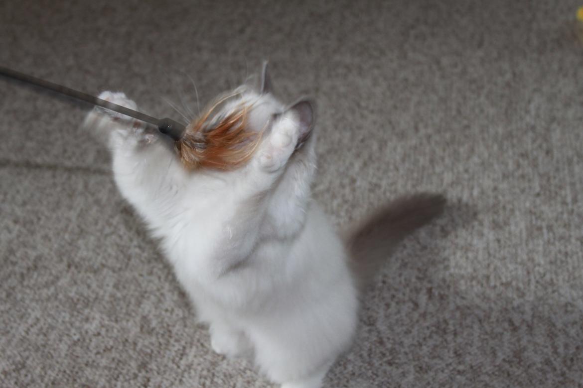 Ragdoll DK Maine Malawi’s Stuck On You. (Soya) billede 14