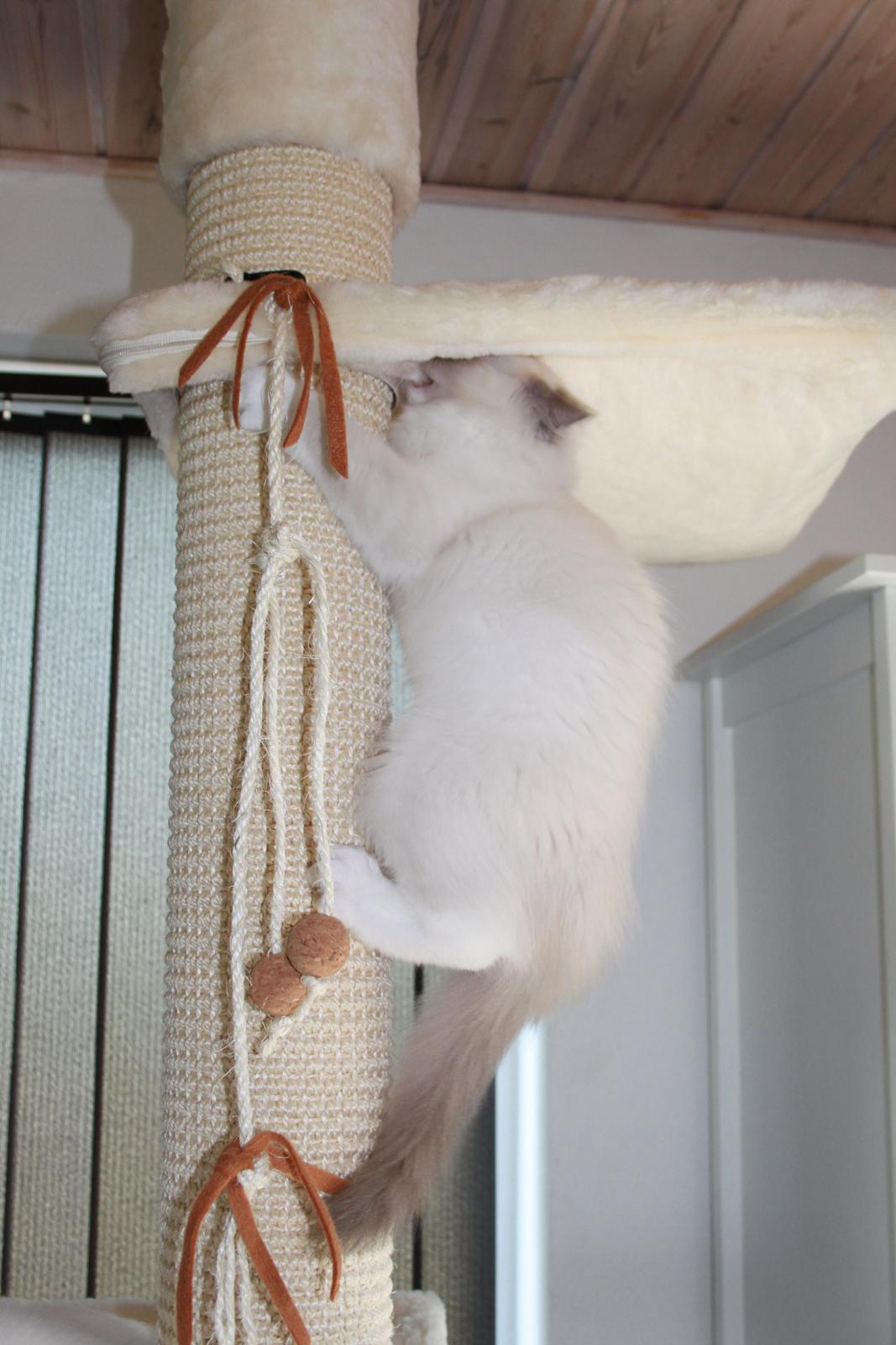 Ragdoll DK Maine Malawi’s Stuck On You. (Soya) billede 13