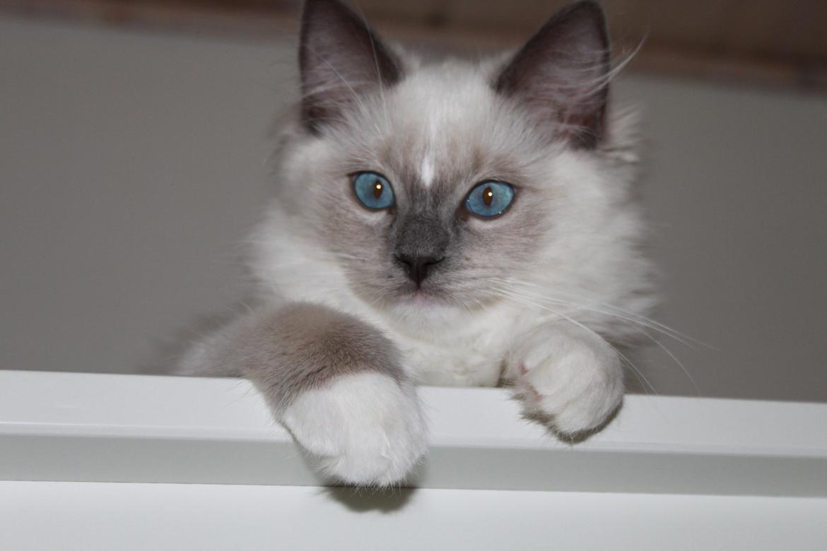 Ragdoll DK Maine Malawi’s Stuck On You. (Soya) billede 16