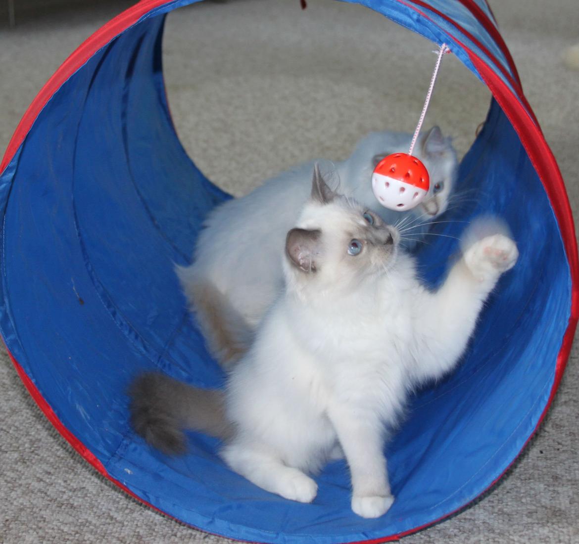 Ragdoll DK Maine Malawi’s Stuck On You. (Soya) billede 15