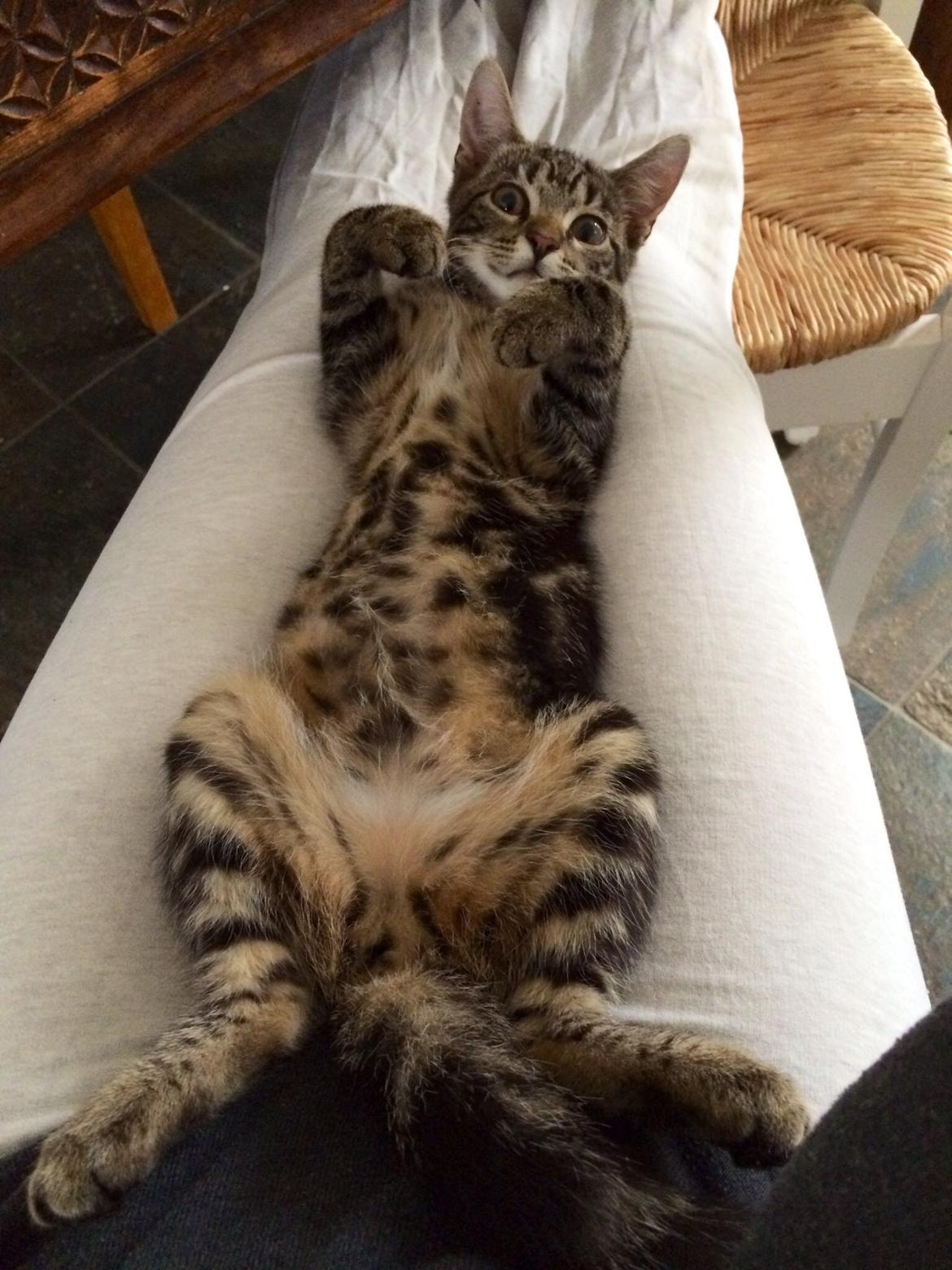 Blanding af racer Sif billede 10