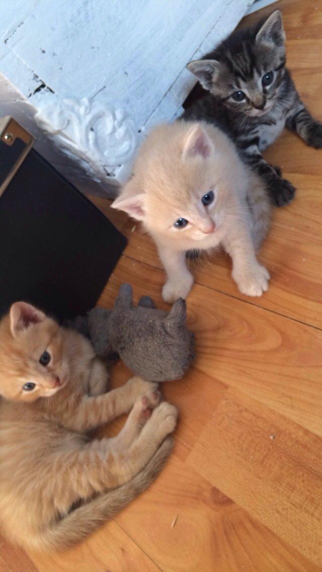 Huskat Presley billede 2