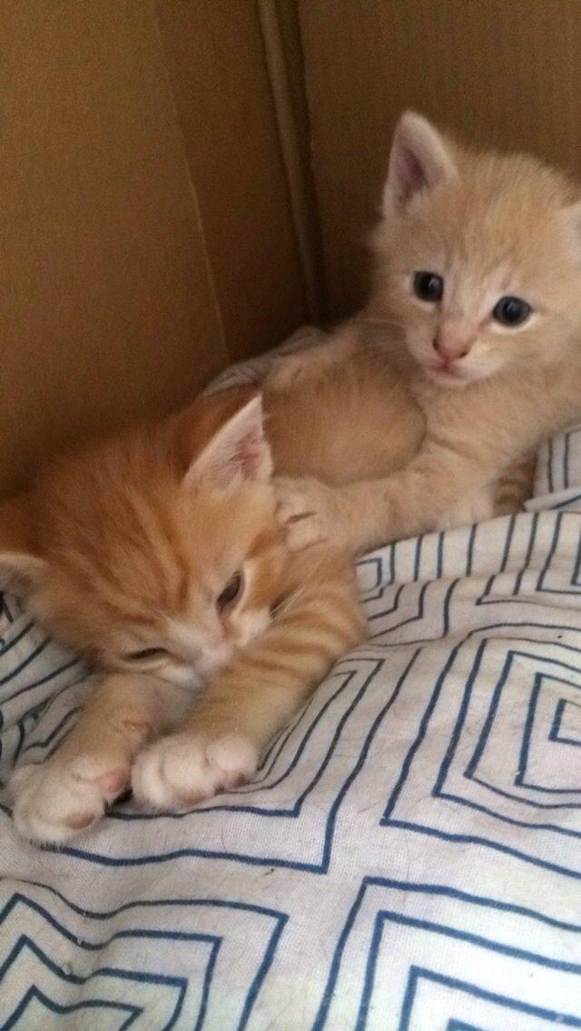 Huskat Presley billede 1