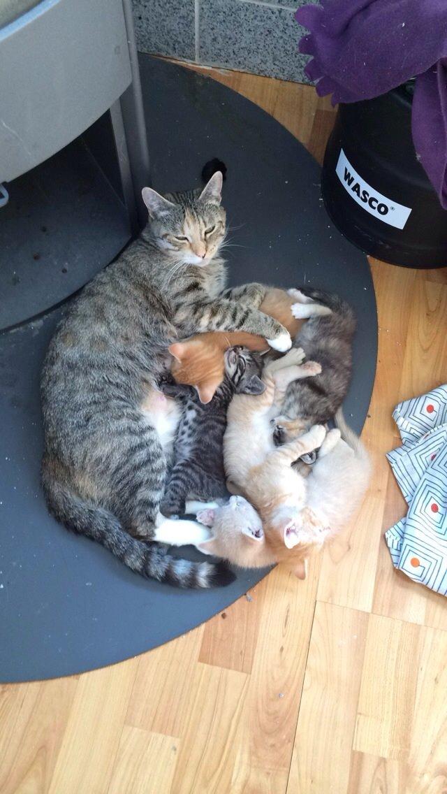 Huskat Presley billede 3