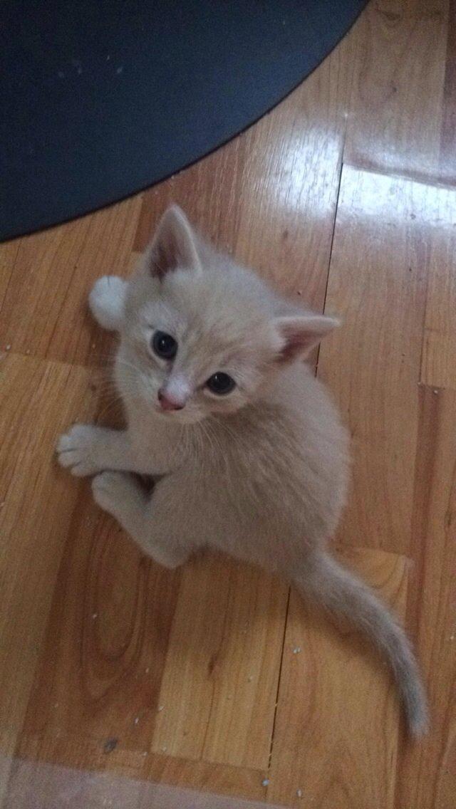 Huskat Presley billede 4