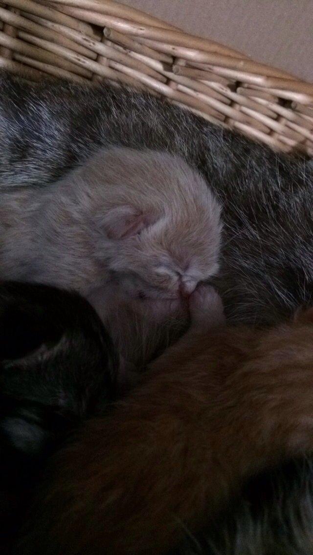 Huskat Presley billede 5