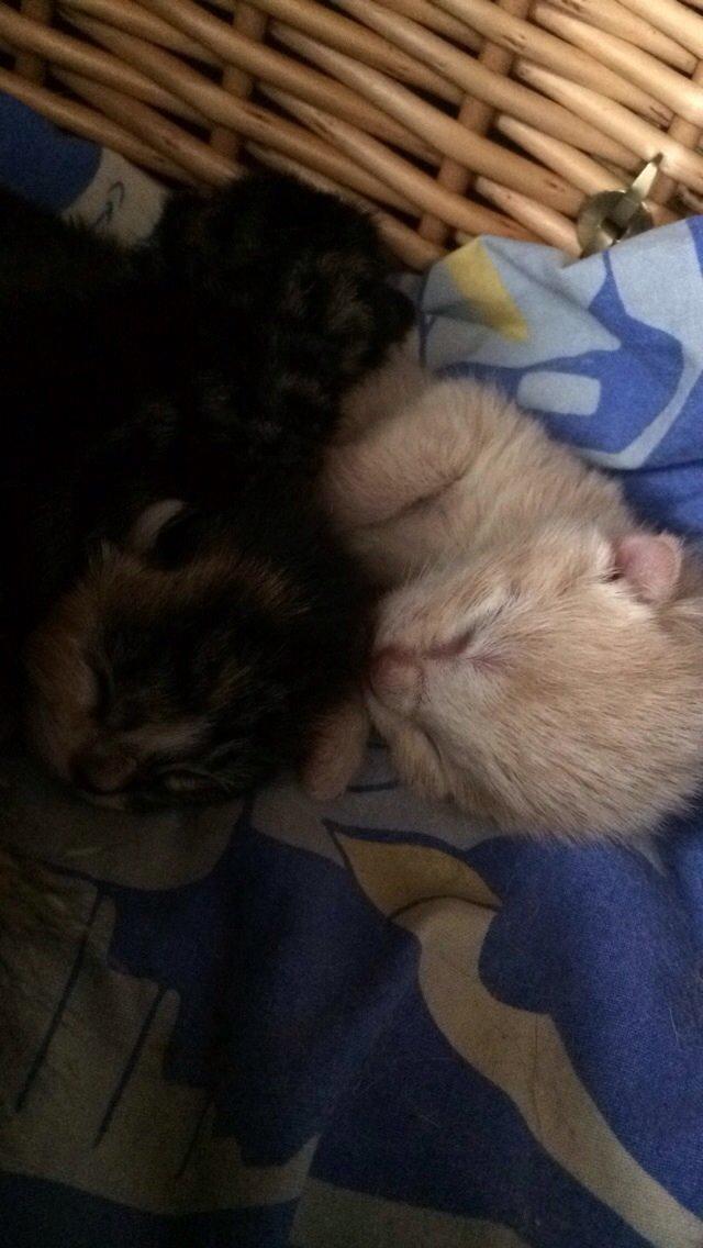 Huskat Presley billede 6