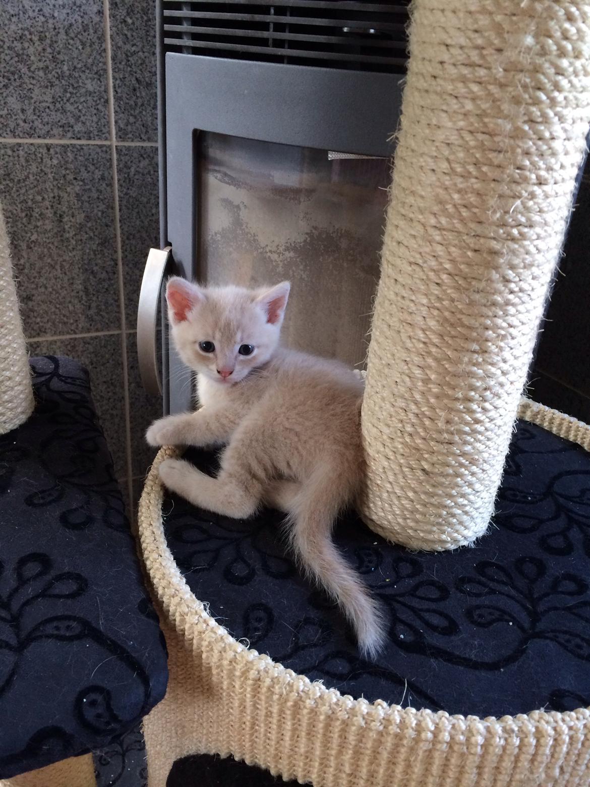 Huskat Presley billede 7