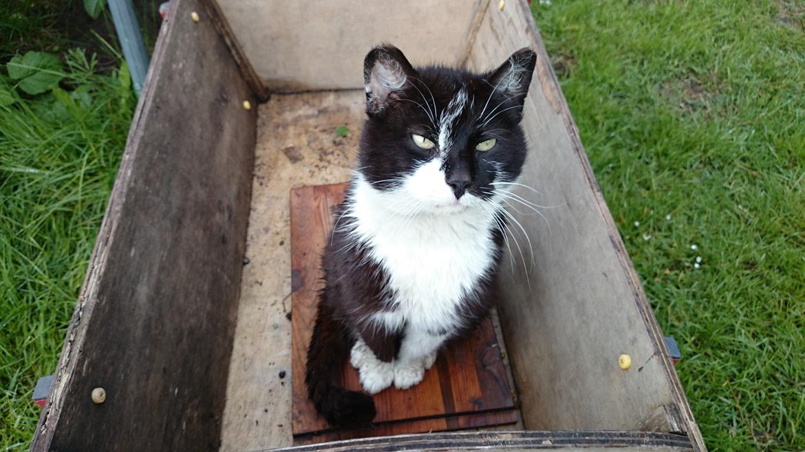 Blanding af racer rex - 2014--13 år billede 22