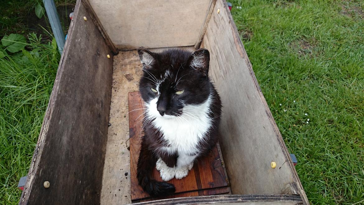 Blanding af racer rex - 2014--13 år billede 23