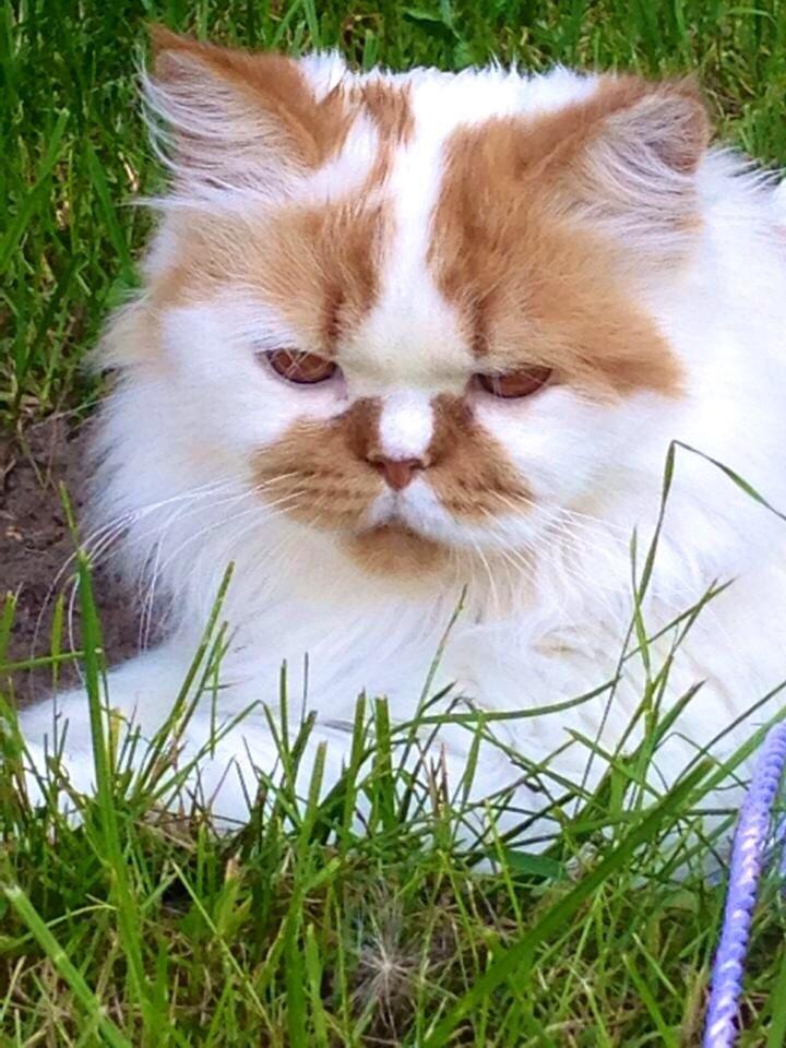 Perser Buller billede 1