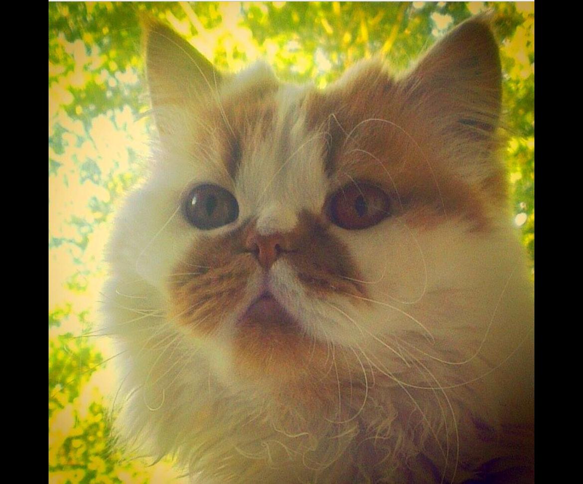 Perser Buller billede 2