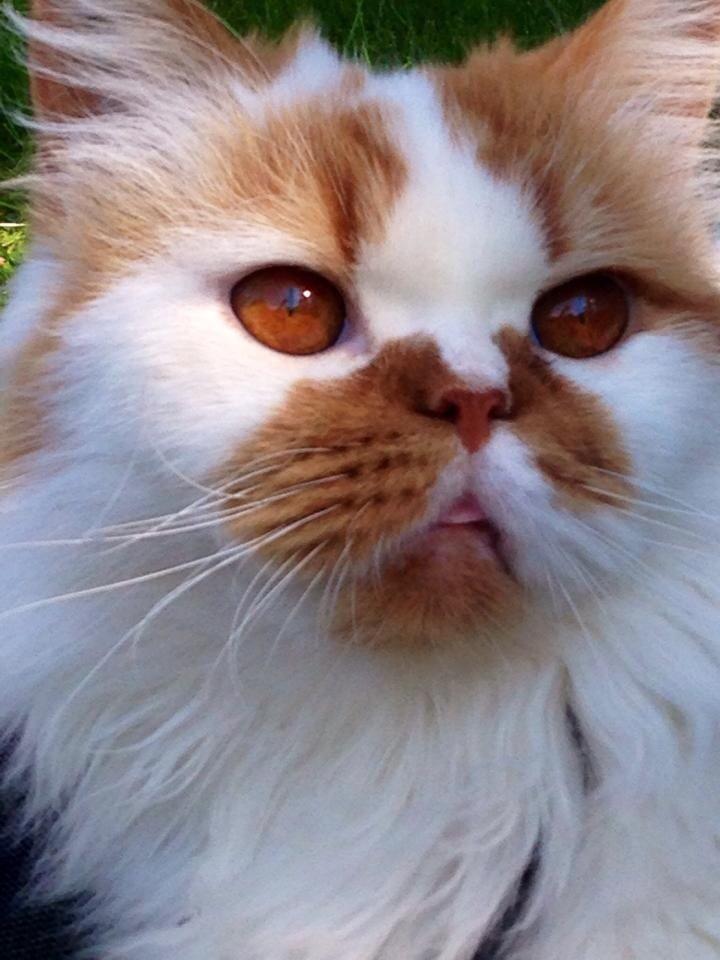 Perser Buller billede 3