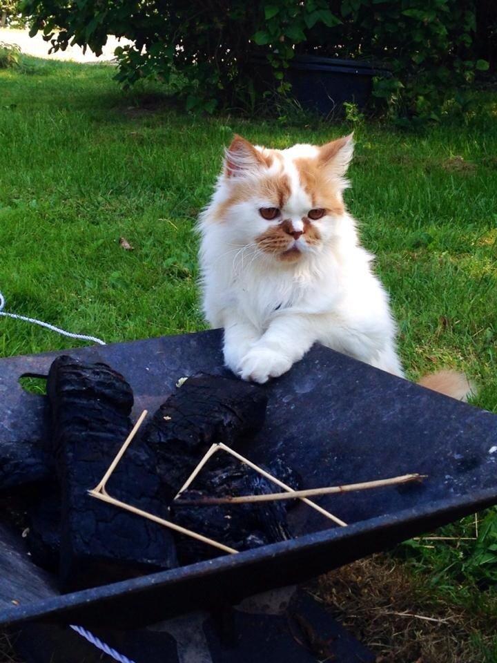 Perser Buller billede 4